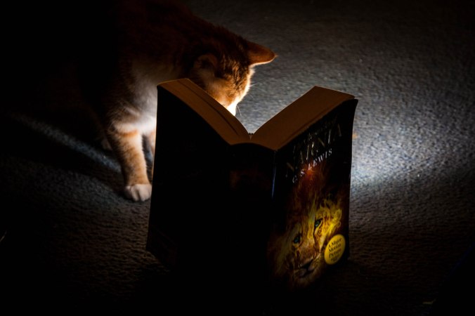 The Cat and the book-2